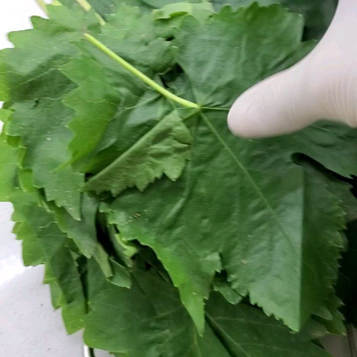 Salamura Üzüm Yaprağı Tarifi