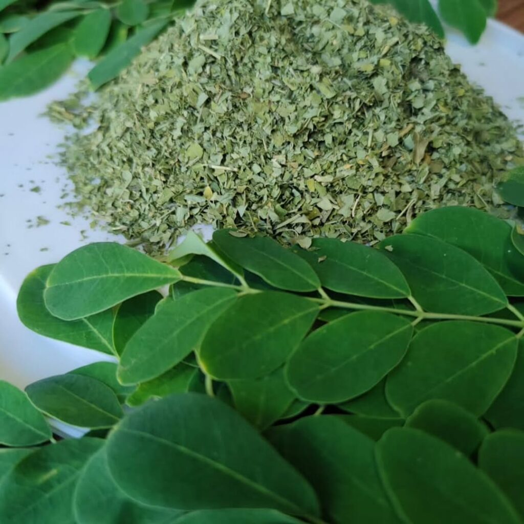 Moringa Oleifera Ağacı Faydaları