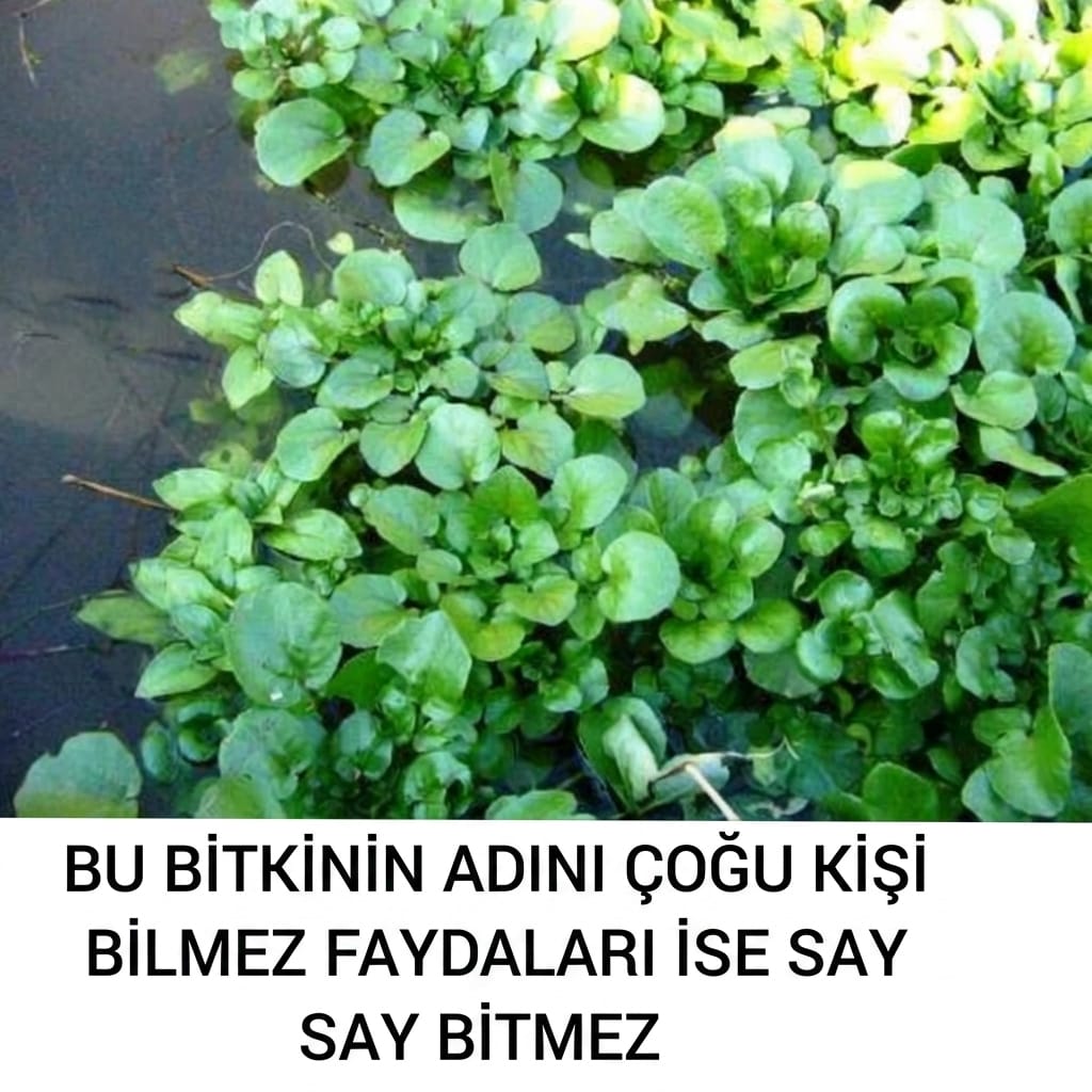 Çoğu Kişi Adını Bile Bilmez Birçok Hastalığa İyi Gelen Bu Bitki Tam Bir Şifa deposu