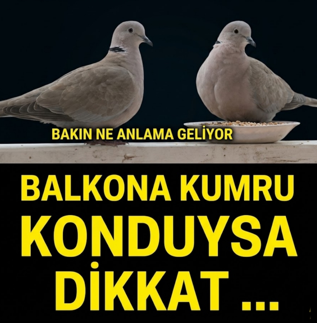 Balkonunuza Kumru Konuyorsa Bakın Ne Anlama Geliyor?