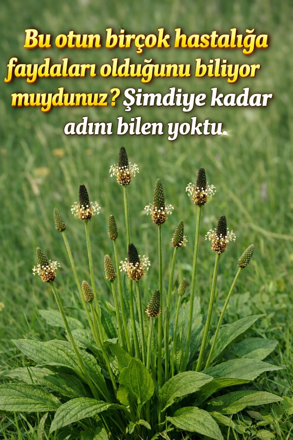 Damar Otu Bilinmeyen Faydaları